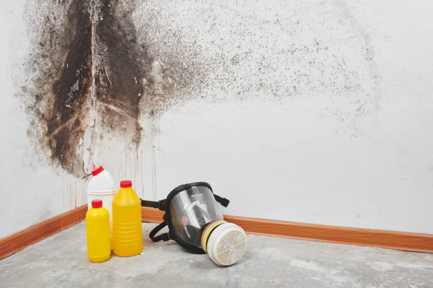 Best Attic Mold Removal  in Auburndale, FL