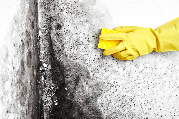 Best Toxic Mold Removal  in Auburndale, FL