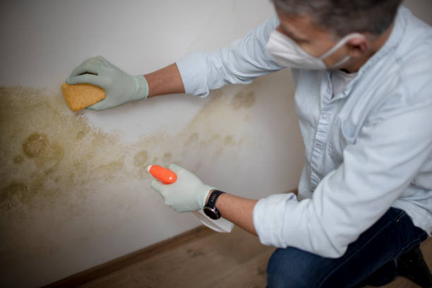 Mold Testing and Removal in Auburndale, FL