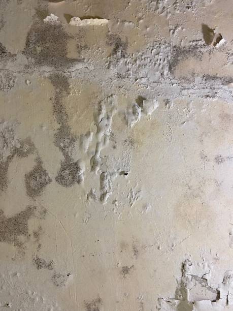 Best Professional Mold Removal  in Auburndale, FL