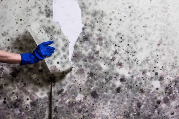 Best Toxic Mold Removal  in Auburndale, FL