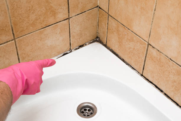 Mold Removal Process in Auburndale, FL